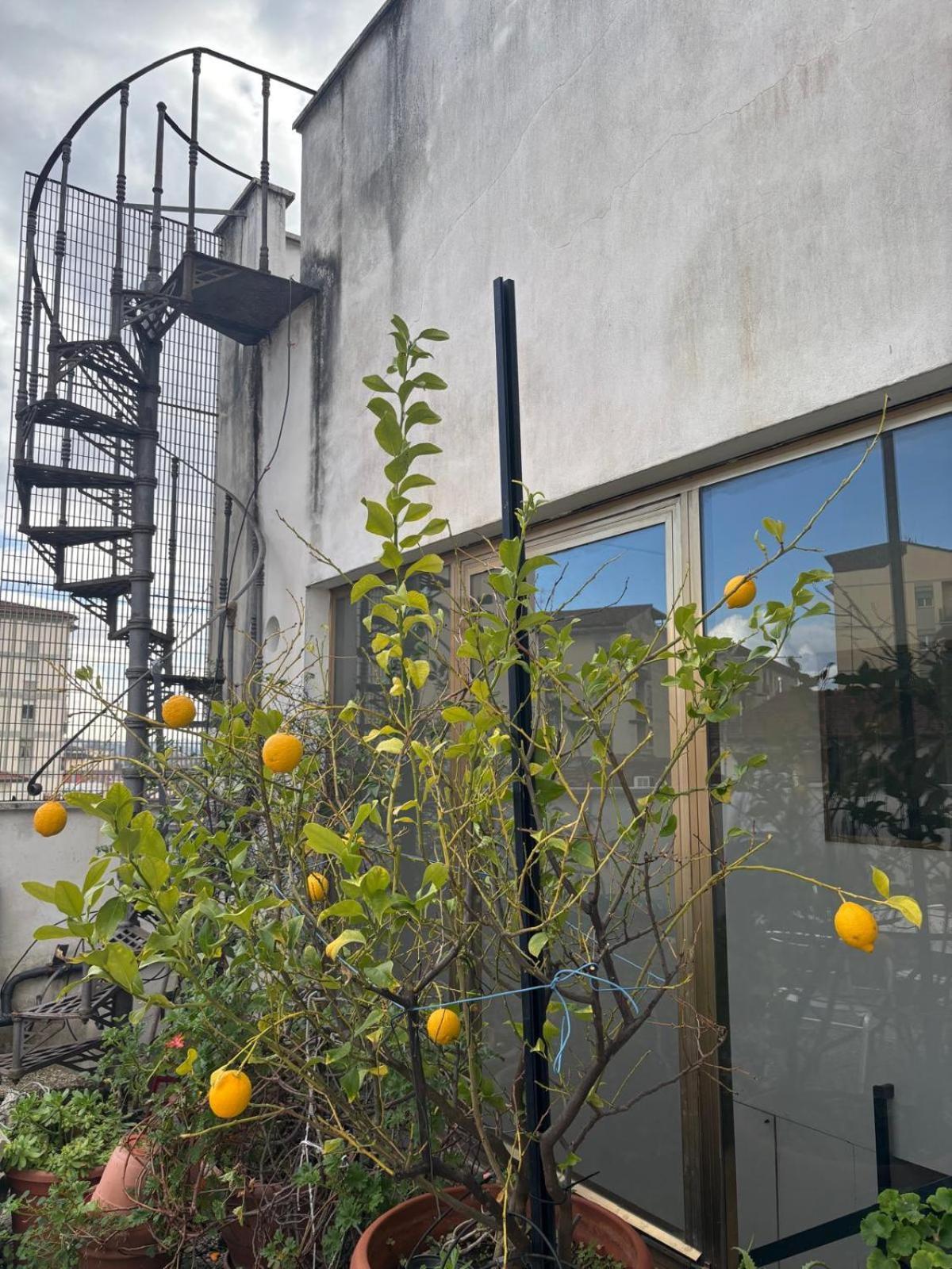 فندق Girasole House فلورنس المظهر الخارجي الصورة